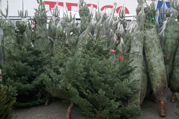 Ilustračný obrázok k článku V meste ponúkajú vianočné stromčeky: Aký druh uprednostníte VY?