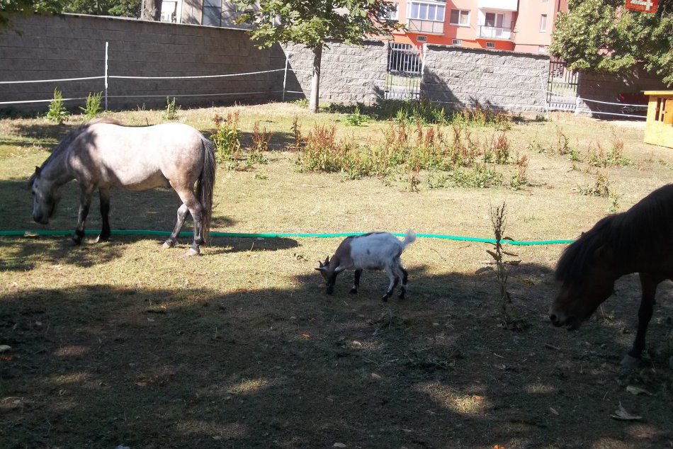 V parku sú nové zvieratká: Babičkin dvor má ďalších obyvateľov