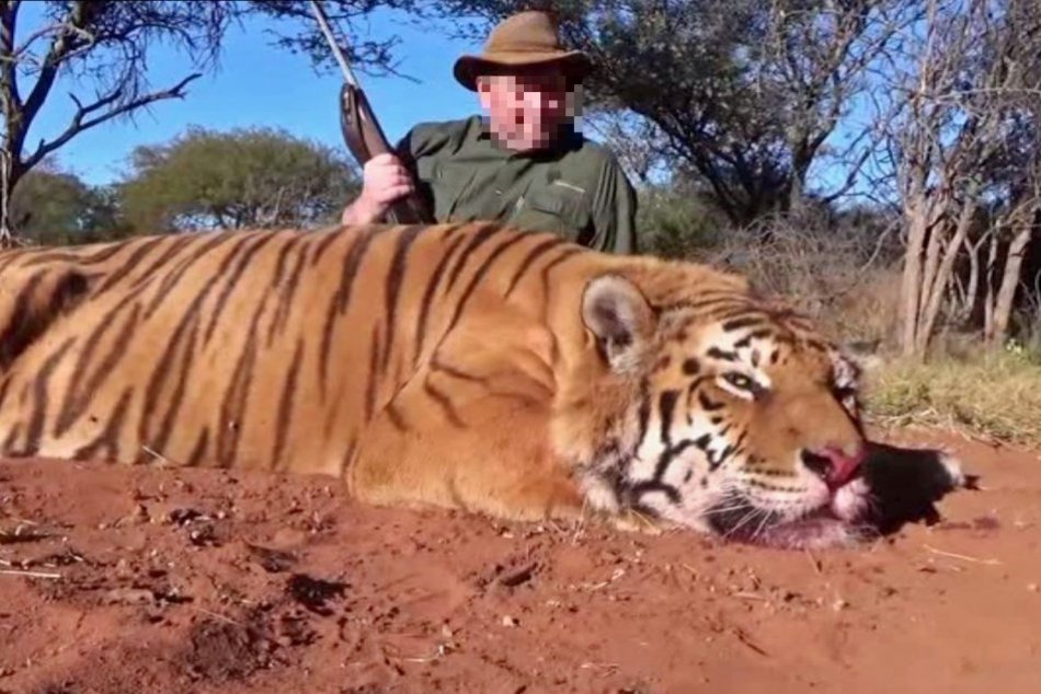 Ilustračný obrázok k článku Žihárčan v Afrike zastrelil tigra: Hrozí mu päť rokov za mrežami